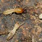 Termites et ravageurs du bois